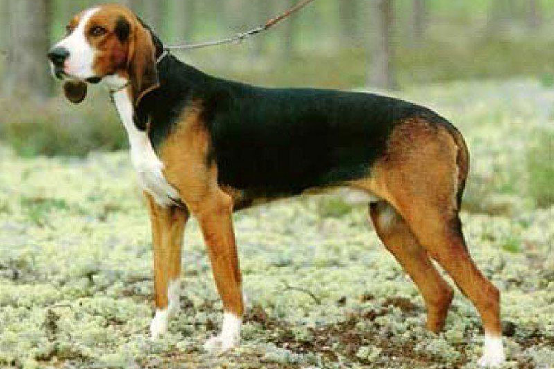 weimaraner razza da ferma cane da caccia germania
