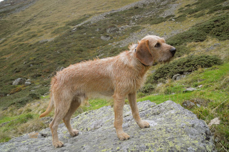 weimaraner razza da ferma cane da caccia germania