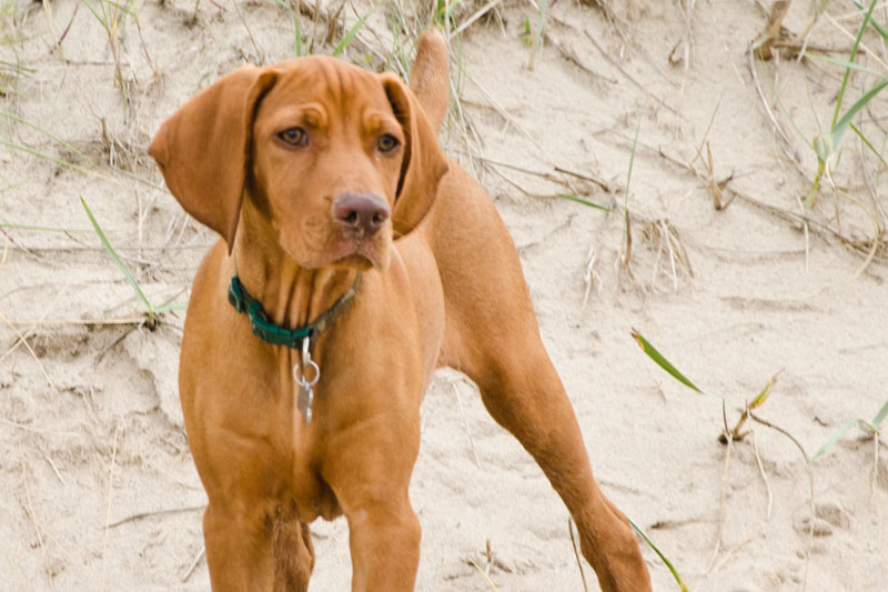cane da caccia razze da ferma